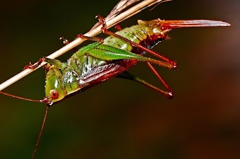 Red and Green Grasshopper
