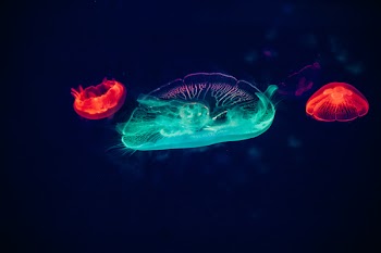 Red and Green Jellyfishes
