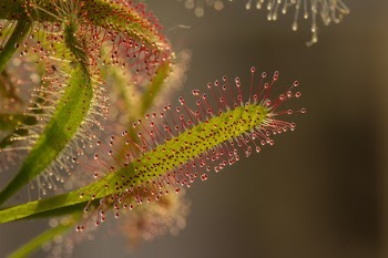 Red and Green Leaf Plant