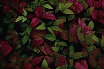 Red and Green Leaf Plants