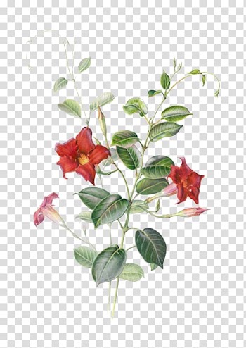 Red and green plant illustration, Mandevilla sanderi Watercolor painting Botanical illustration Illustration, Red star flower transparent background PNG clipart