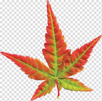 Red and green plant leaf, Leaf, Maple Leaf transparent background PNG clipart