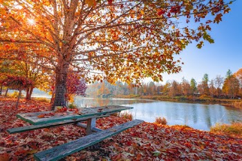 Red and Orange Autumn Leaves on the Ground and on Trees Beside Body of Water