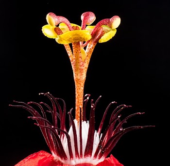Red and Orange Flower