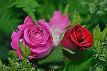 Red and Pin Rosebuds