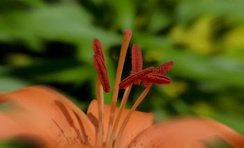 Red and Pink Flower Filament Close Up Photo