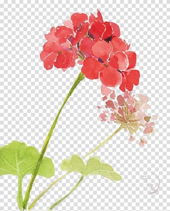 Red and pink flowers , Watercolor flowers transparent background PNG clipart