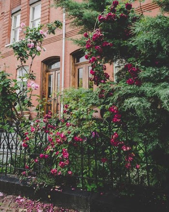 red and pink petaled flowers beside brown concrete building