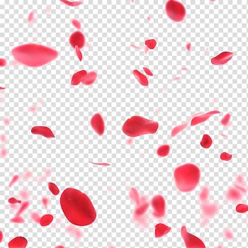 Red and pink rose petal lot illustration, Petal Rose Flower .xchng, Rose petal transparent background PNG clipart