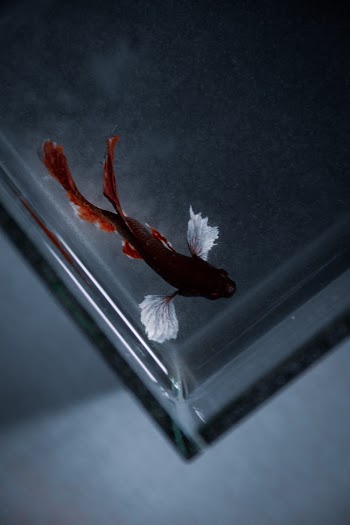 Red and White Betta Fish