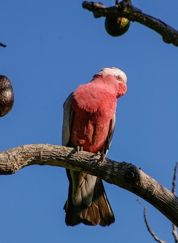 Red and White Bird on Brown Tree Trunk