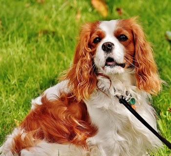 Red and White Cavalier King Charles Spaniel Lying on Green Grass during Daytime