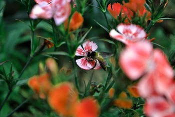 Red and White Flowers in Tilt Shift Lens Photo