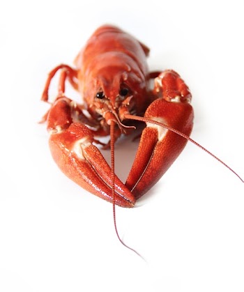Red and White Lobster on a White Surface