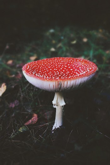 Red and White Mushroom in Close Up Photography