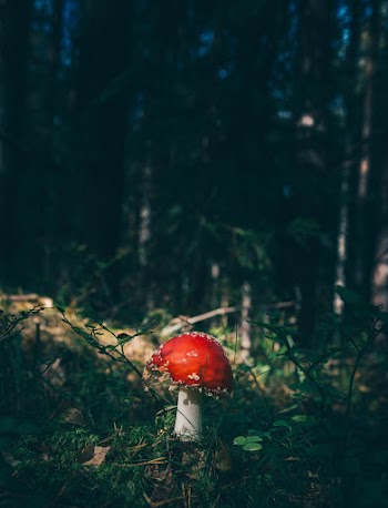 Red and White Mushroom in Forest Floor