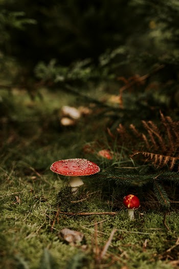 Red and white mushroom on the grassy | Free Photo - rawpixel
