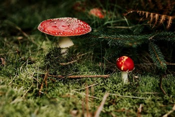 Red and white mushroom on the grassy | Free Photo - rawpixel