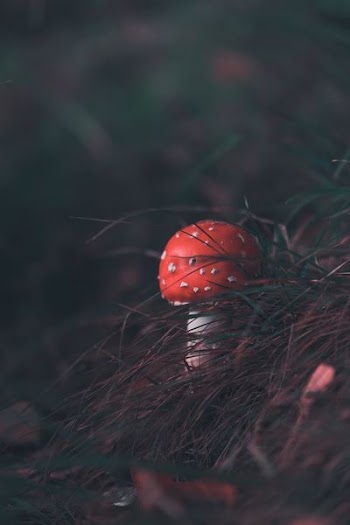 red and white mushroom photography