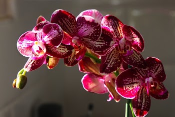 Red and White Orchid Flower