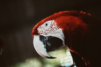 Red and White Parrot