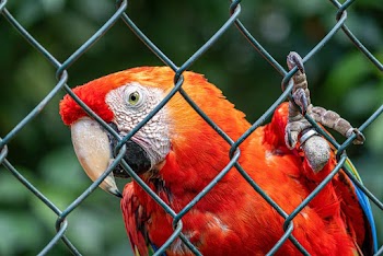 Red And White Parrot Close-up Photography