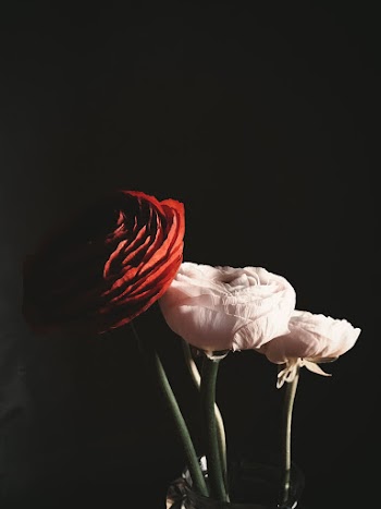 Red and White Rose Flowers on Black Background