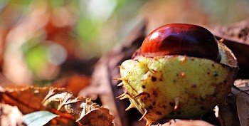 Red and White Round Thorny Fruit on Brown Dry Leaf