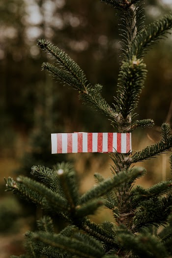 Red and white tag on a Christmas | Free Photo - rawpixel
