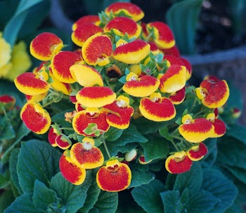 Red and Yellow Flower