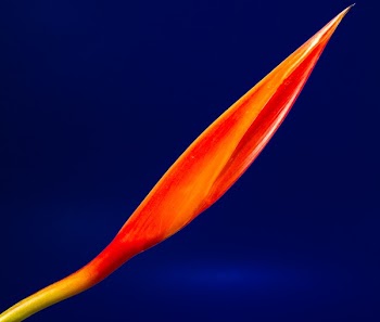 Red and Yellow Flower Bud