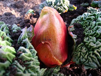 Red and Yellow Flower Bud