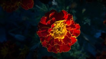 Red and Yellow Full Bloomed Flower