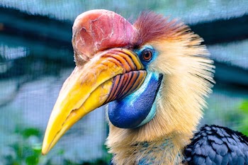 Red and Yellow Hornbill