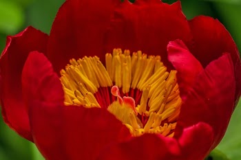 Red and Yellow Poppy Flower Close-up Photography