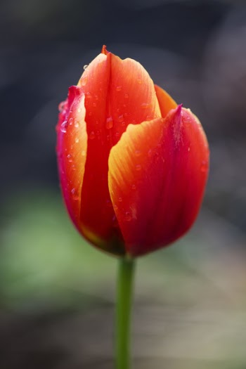 Red and Yellow Tulip Flower in Selective Focus Photography