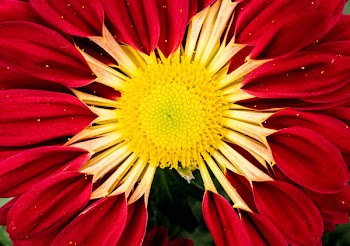 Red and Yellow Zinnia Flower in Macro Photo