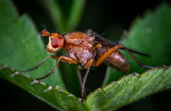 Red Ant