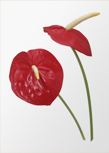 Red anthurium, flower clipart psd | Free PSD - rawpixel