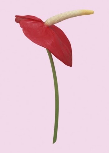 Red anthurium, flower collage element | Free PSD - rawpixel