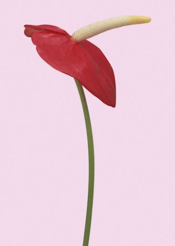 Red anthurium, spring flower clipart | Free Photo - rawpixel