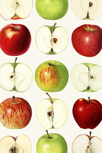Red apple background, vintage illustration | Free Photo - rawpixel