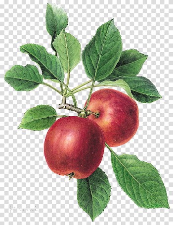 Red apple fruit painting transparent background PNG clipart