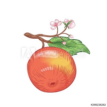 Red apple hand drawn vector illustration