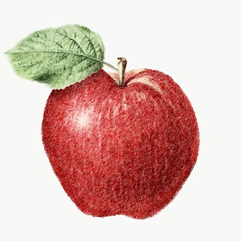 Red apple sketch design resource | Free  transparent png - 2337161