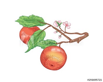 Red apples on branch hand drawn vector illustration