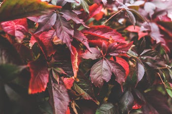 Red autumn leaves II