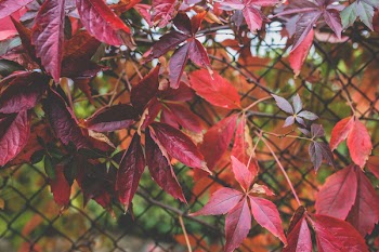 Red autumn leaves III