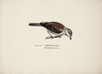 Red-backed shrike, female, 1828 - | Free Photo - rawpixel