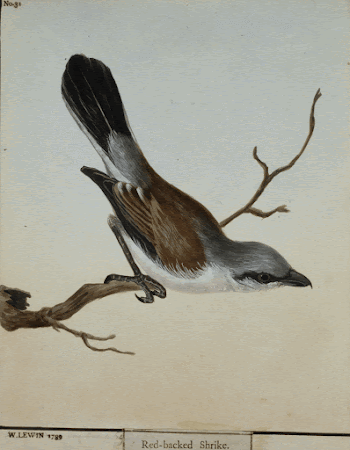 Red-backed Shrike, No.31. Original from the Minneapolis | Free Photo - rawpixel